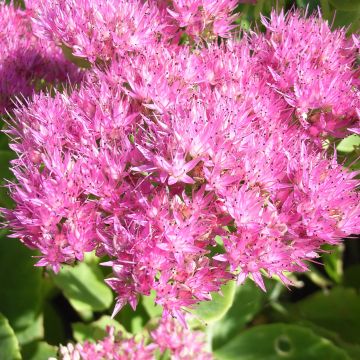 Sedum spectabile Carmen - Hemelsleutel