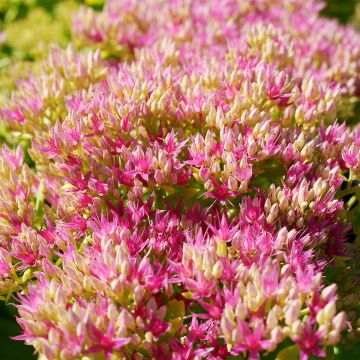 Sedum spectabile Neon - Hemelsleutel