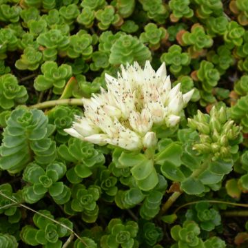 Sedum spurium Album Superbum - Roze vetkruid