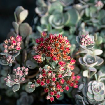 Sedum Orostachys SunSparkler Blue Elf - Vetkruid