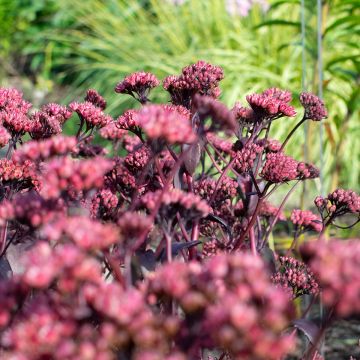 Sedum telephium Bon Bon - Hemelsleutel