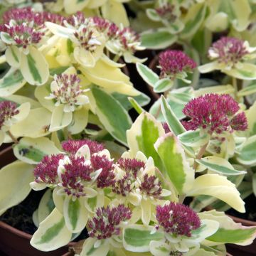 Sedum telephium Autumn Charm - Hemelsleutel