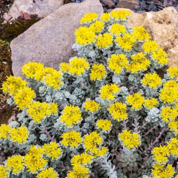 Sedum spathulifolium Cape Blanco - Vetkruid