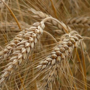 Rogge groenbemester - Secale cereale