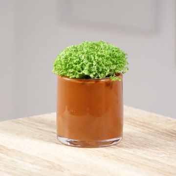 Selaginella apoda - Mosvaren