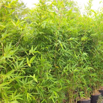 Semiarundinaria makinoi - Makino-bamboe