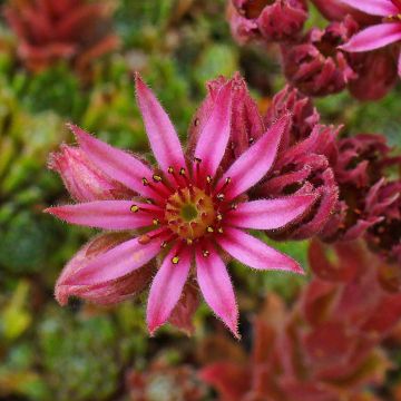 Sempervivum Alpha - Huislook