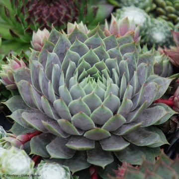 Sempervivum Chick Charms Berry Blues - Huislook