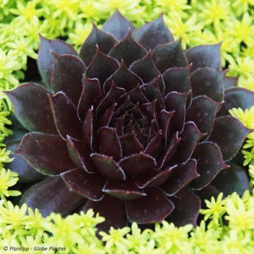 Sempervivum Chick Charms Bing Cherry - Huislook