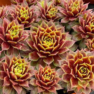 Sempervivum Chick Charms Gold Crown - Huislook