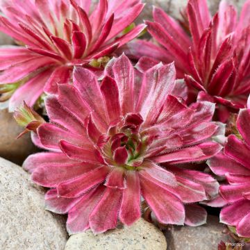 Sempervivum Chick Charms Lotus Blossom - Huislook
