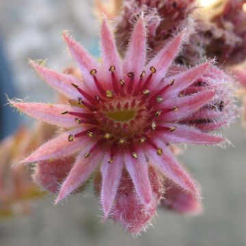 Sempervivum Feldmaier - Huislook