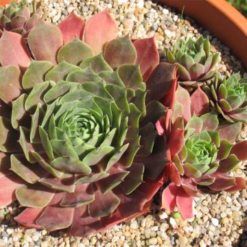Sempervivum Othello - Donderbaard