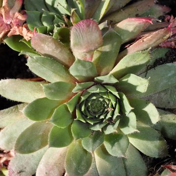 Sempervivum Santis - Huislook