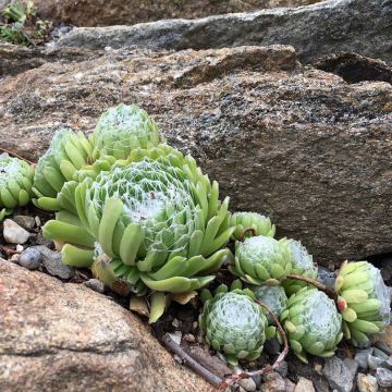 Sempervivum arachnoideum - Spinnenwebhuislook