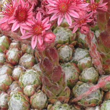 Sempervivum arachnoideum Rubrum - Spinnenwebhuislook