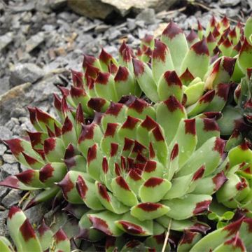 Sempervivum calcareum - Huislook
