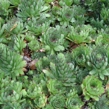 Sempervivum tectorum - Gewone huislook