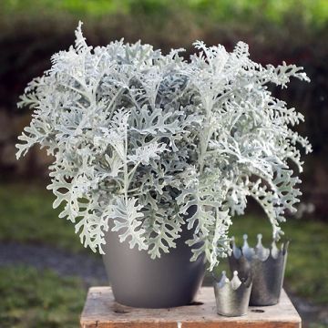 Senecio Silver Gleam - Zilverkruiskruid