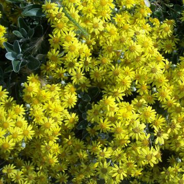 Senecio greyi Sunshine - Nieuw-Zeelandse senecio