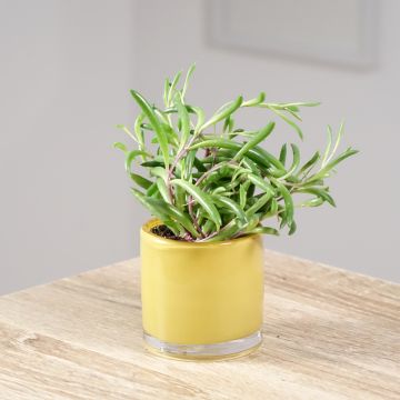 Senecio herreianus Purple Flush - Erwtenplant