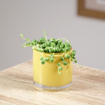 Senecio herreianus - Erwtenplant