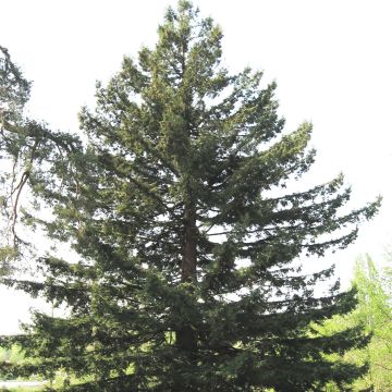 Sequoia sempervirens - Kustsequoia