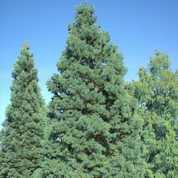 Sequoiadendron giganteum Glaucum - Mammoetboom