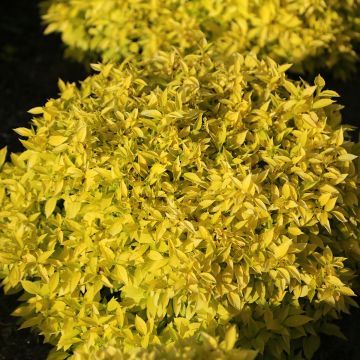 Philadelphus coronarius Kostelec WB - Boerenjasmijn