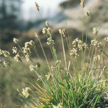 Sesleria caerulea - Blauwgras Sesleria caerulea - Blauwgras