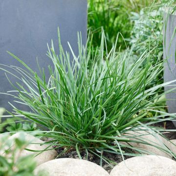 Sesleria heufleriana Blue Porcupine - Blauwgras