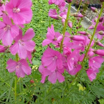Sidalcea Oberon - Griekse malva