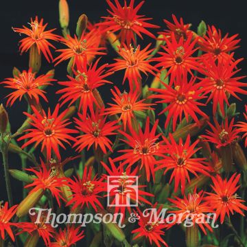 Silene laciniata Jack Flash (zaad) - Rode silene