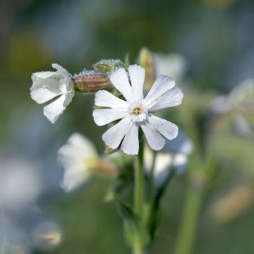 Silene latifolia alba - Avondkoekoeksbloem