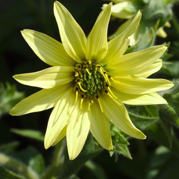 Silphium mohrii - Zonnekroon