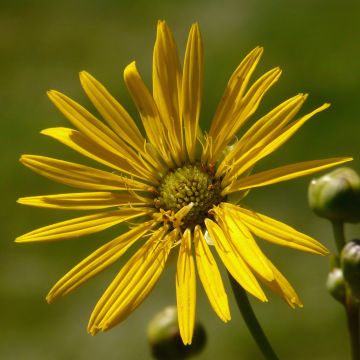 Silphium terebinthinaceum - Zonnekroon