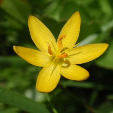 Sisyrinchium californicum - Bieslelie