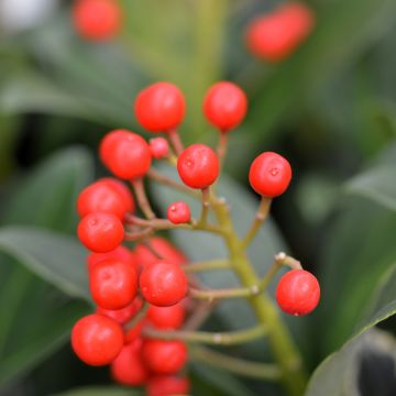 Skimmia japonica Pabella - Japanse skimmia