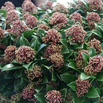 Skimmia japonica Pink Dwarf - Japanse skimmia