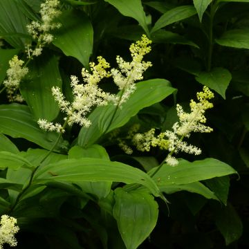 Smilacina racemosa - Valse salomonszegel