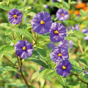 Solanum rantonnetii - Blauwe aardappelstruik