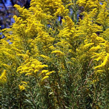 Solidago canadensis - Canadese guldenroede