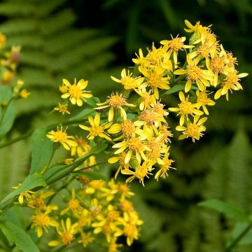 Solidago virgaurea - Echte guldenroede Solidago virgaurea - Echte guldenroede