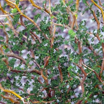 Sophora prostrata Little Baby - Dwerghoningboom