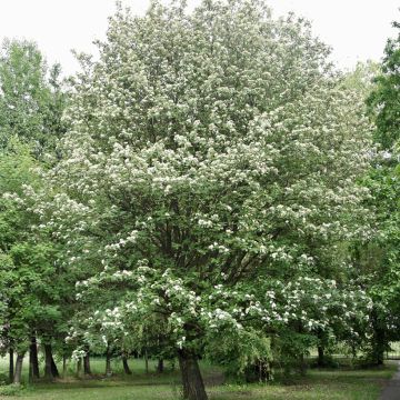 Sorbus intermedia Brouwers - Zweedse lijsterbes