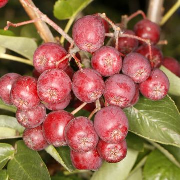Sorbus Alaja Krupnaja - Wilde lijsterbes