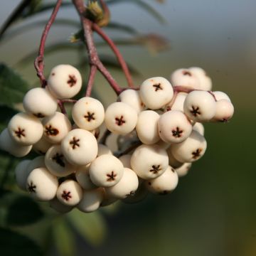 Sorbus arnoldiana White Swan - Lijsterbes