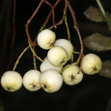 Sorbus filipes - Lijsterbes