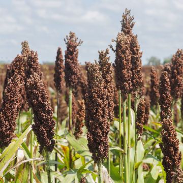 Sorghum nigrum - Kafferkoren