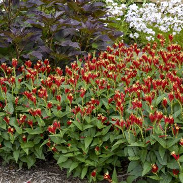 Spigelia marilandica Little Red Head - Vuurgentiaan